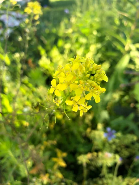 夏天在田里的鱼翅场颜色 — 图库照片