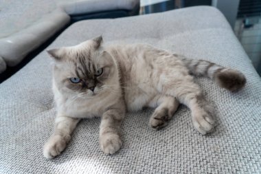 İskoç kedi cinsi, mavi gözlü beyaz, İskoç katlı.