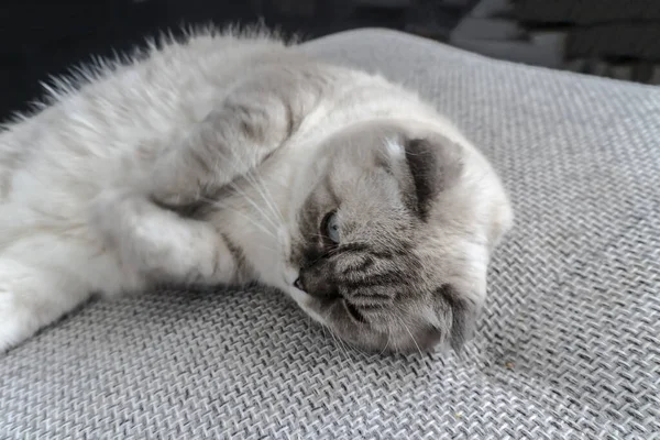 Foto Scottish Cat Scottish Fold Branco Com Olhos Azuis — Fotografia de Stock