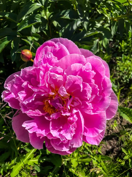 Stock Foto Flower Pink Peon Beautiful Summer Flower — Stock Photo, Image