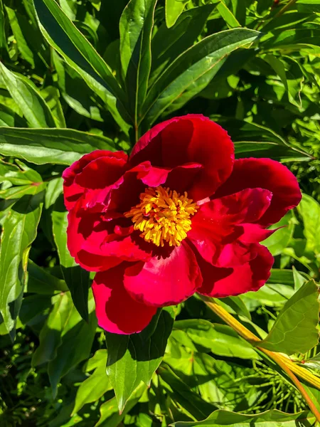 Foto Kwiat Różowy Słup Piękny Letni Kwiat — Zdjęcie stockowe