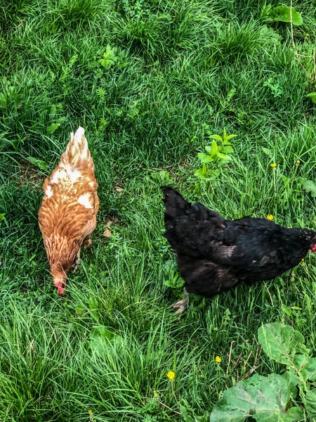 Hühnerspaziergänge Auf Dem Gras Sommer Haushaltswirtschaft Hühnerfleisch — Stockfoto