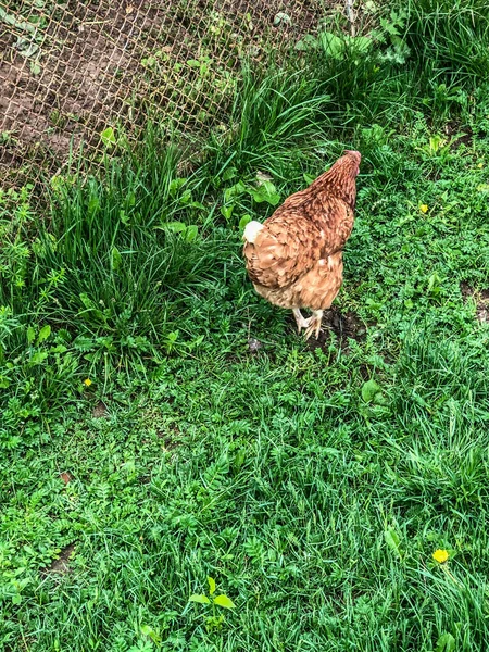 Hühnerspaziergänge Auf Dem Gras Sommer Haushaltswirtschaft Hühnerfleisch — Stockfoto