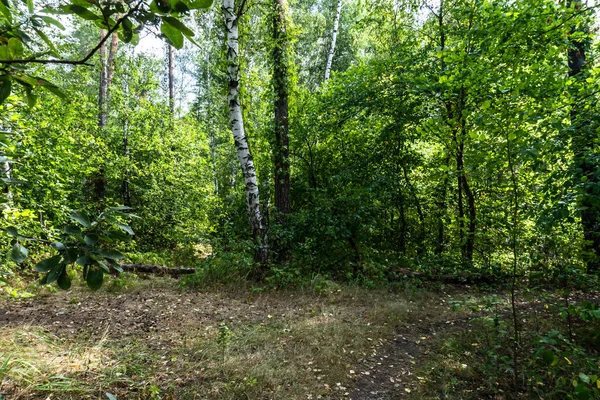 Summer Forest Birch Beautiful Summer Background — Stock Photo, Image