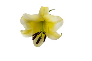 Beyaz arka planda yalıtılmış Sarı zambak çiçeği