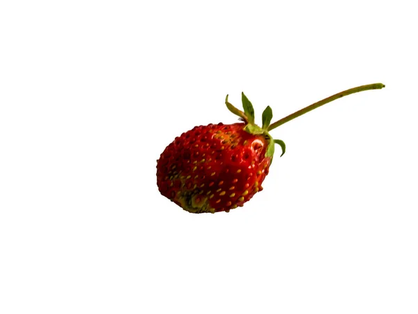 Isolated White Strawberry Background — Stock Photo, Image