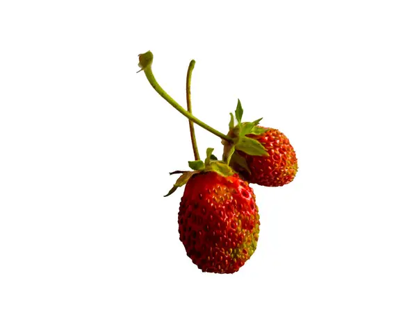Απομονωμένο Λευκό Φόντο Φράουλας — Φωτογραφία Αρχείου