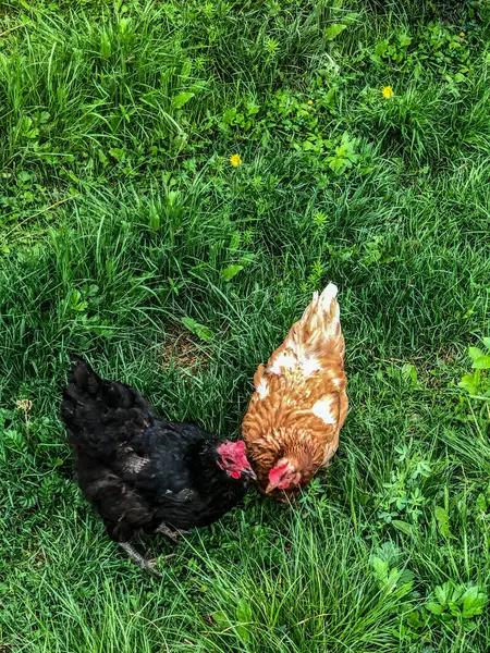 Hühnerspaziergänge Auf Dem Gras Sommer Haushaltswirtschaft Hühnerfleisch — Stockfoto