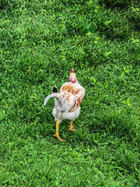Chicken Rooster Walks Grass Summer Household Economy Chicken Meat — Stock Photo, Image
