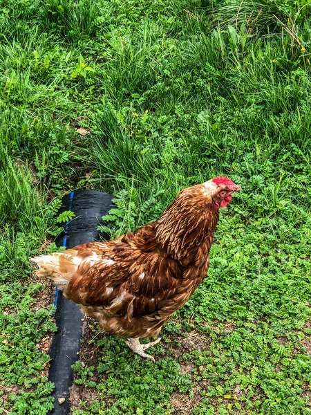 Kyckling Promenader Gräset Sommaren Hushållens Ekonomi Kyckling Kött — Stockfoto