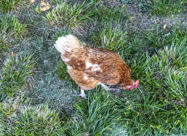 Chicken Rooster Walk Herb Yard Village — Stock Photo, Image