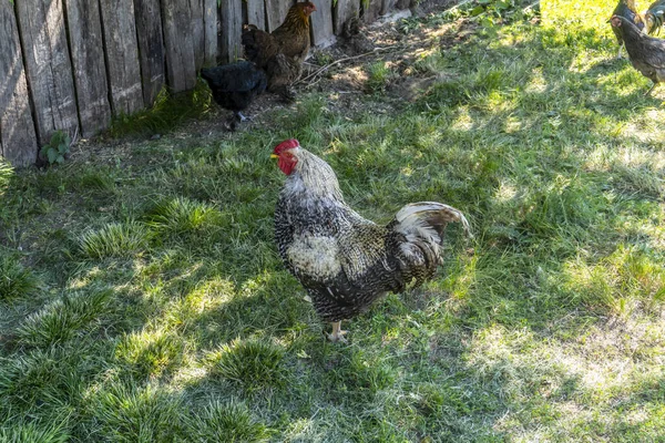 Курица Петух Прогулка Траве Пределами Двора Деревне — стоковое фото