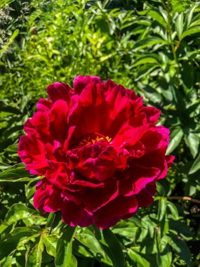 Stock Foto Çiçek pembe önlük, güzel yaz çiçeği