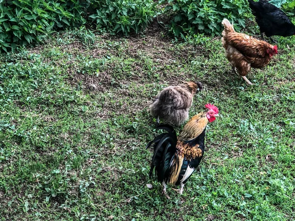 Galinha Galo Caminha Grama Verão Economia Doméstica Carne Frango — Fotografia de Stock