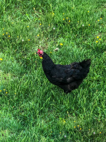 Hühnerspaziergänge Auf Dem Gras Sommer Haushaltswirtschaft Hühnerfleisch — Stockfoto