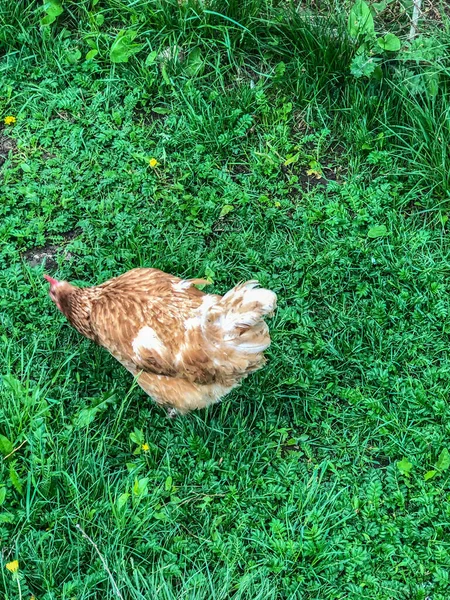 Hühnerspaziergänge Auf Dem Gras Sommer Haushaltswirtschaft Hühnerfleisch — Stockfoto