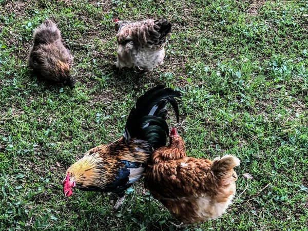 Yazın Tavuk Horoz Çimenlerde Yürüyor Ekonomisi Tavuk Eti — Stok fotoğraf