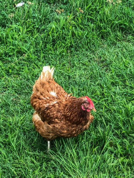 Kip Loopt Het Gras Zomer Huishoudelijke Economie Kippenvlees — Stockfoto