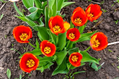 Baharda bahçede kırmızı laleler