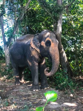 Yağmur ormanındaki bir filin fotoğrafı.