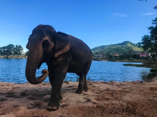 Photo Éléphant Dans Une Forêt Tropicale — Photo