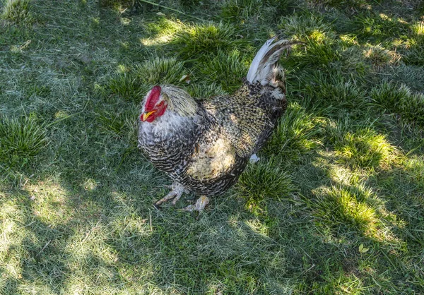 Poulet Coq Marchent Sur Les Herbes Extérieur Cour Village — Photo