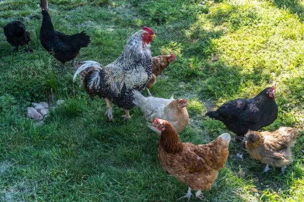 Hühner Und Hähne Spazieren Auf Kräutern Vor Dem Hof Dorf — Stockfoto