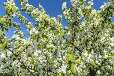 Baharda bahçede, elma ağacında beyaz çiçekler