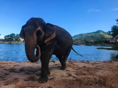 Yağmur ormanındaki bir filin fotoğrafı.