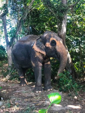 Yağmur ormanındaki bir filin fotoğrafı.