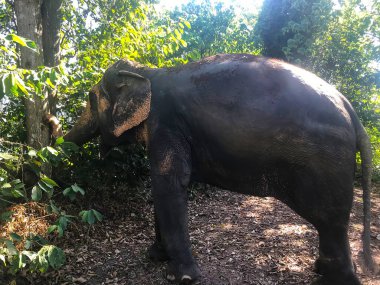 Yağmur ormanındaki bir filin fotoğrafı.