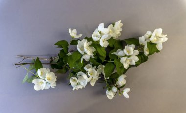 Güzel beyaz yasemin çiçekleri, çiçek açan yasemin dalı