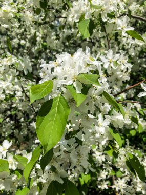 Elma ağacı baharda bahçede beyaz çiçeklerle açar.