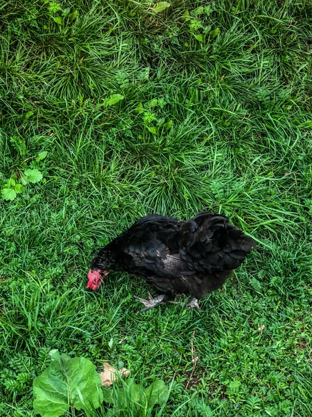 Csirke Sétál Füvön Nyáron Háztartási Gazdaság Csirke Hús — Stock Fotó