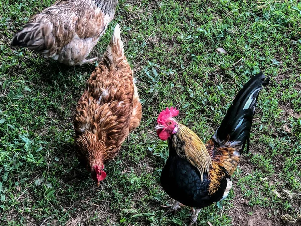 Kuřecí Kohoutí Procházky Trávě Létě Domácí Hospodářství Kuřecí Maso — Stock fotografie