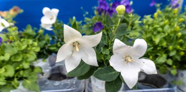 Güzel çiçeklerin fotoğrafı.