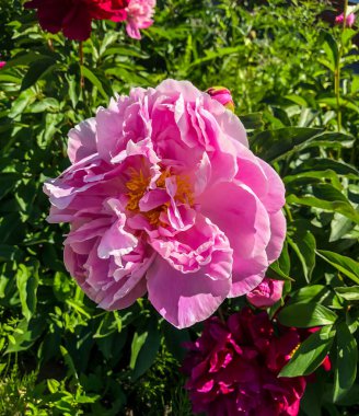 Stock Foto Çiçek pembe önlük, güzel yaz çiçeği