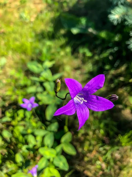 Kolory Foto Field Lecie Terenie — Zdjęcie stockowe