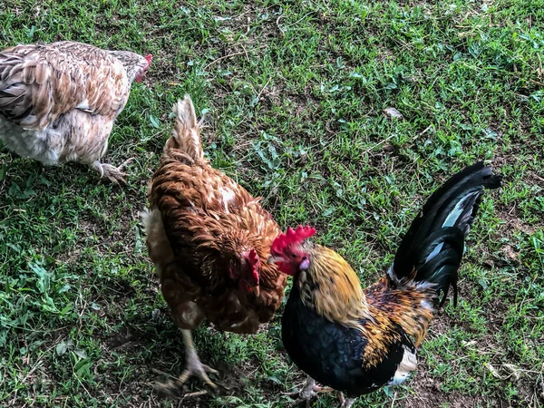 Chicken Rooster Walks Grass Summer Household Economy Chicken Meat — Stock Photo, Image