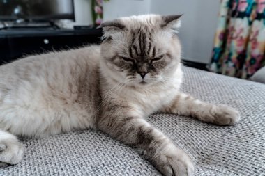 Fotoğraf İskoç kedisi, İskoç katlı, mavi gözlü beyaz