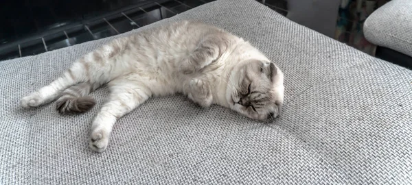 Fotoğraf İskoç kedisi, İskoç katlı, mavi gözlü beyaz