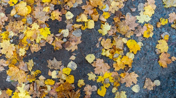 Herfstlandschap Bos Herfst Gele Bladeren Mooie Achtergrond Screensaver Telefoon Computer — Stockfoto