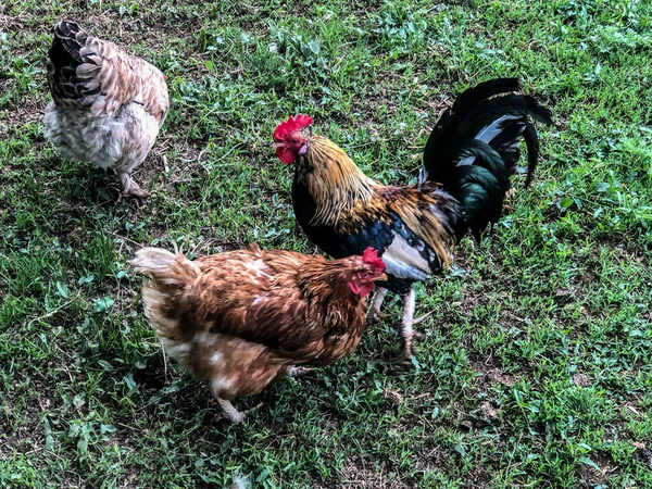 Pollo Gallo Camina Sobre Hierba Verano Economía Doméstica Carne Pollo — Foto de Stock