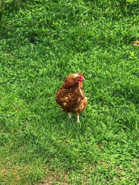 Куриные Прогулки Траве Летом Домашнее Хозяйство Куриное Мясо — стоковое фото