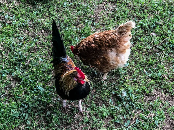 Hühner Und Hähne Spazieren Sommer Auf Dem Gras Haushaltswirtschaft Hühnerfleisch — Stockfoto