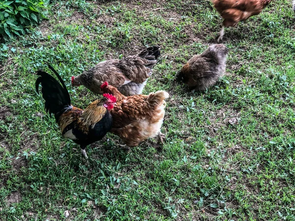 Hühner Und Hähne Spazieren Sommer Auf Dem Gras Haushaltswirtschaft Hühnerfleisch — Stockfoto