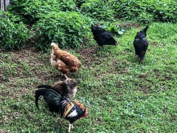 小鸡和公鸡在草地上散步 家庭经济 鸡肉肉 — 图库照片