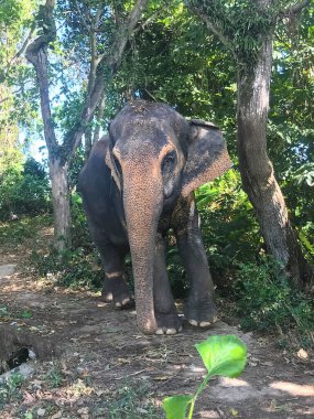 Yağmur ormanındaki bir filin fotoğrafı.