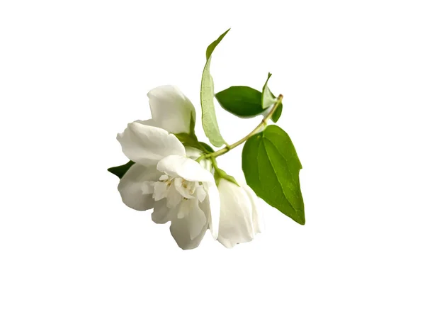 Stock Foto Flower White Jasmine Beautiful Summer Flower — Stock Photo, Image