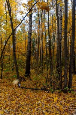 Sonbahar manzarası, sonbaharda orman, sarı yapraklar. Telefon ve bilgisayardaki güzel arkaplan veya ekran koruyucusu